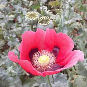 Meet your Posher, Espino